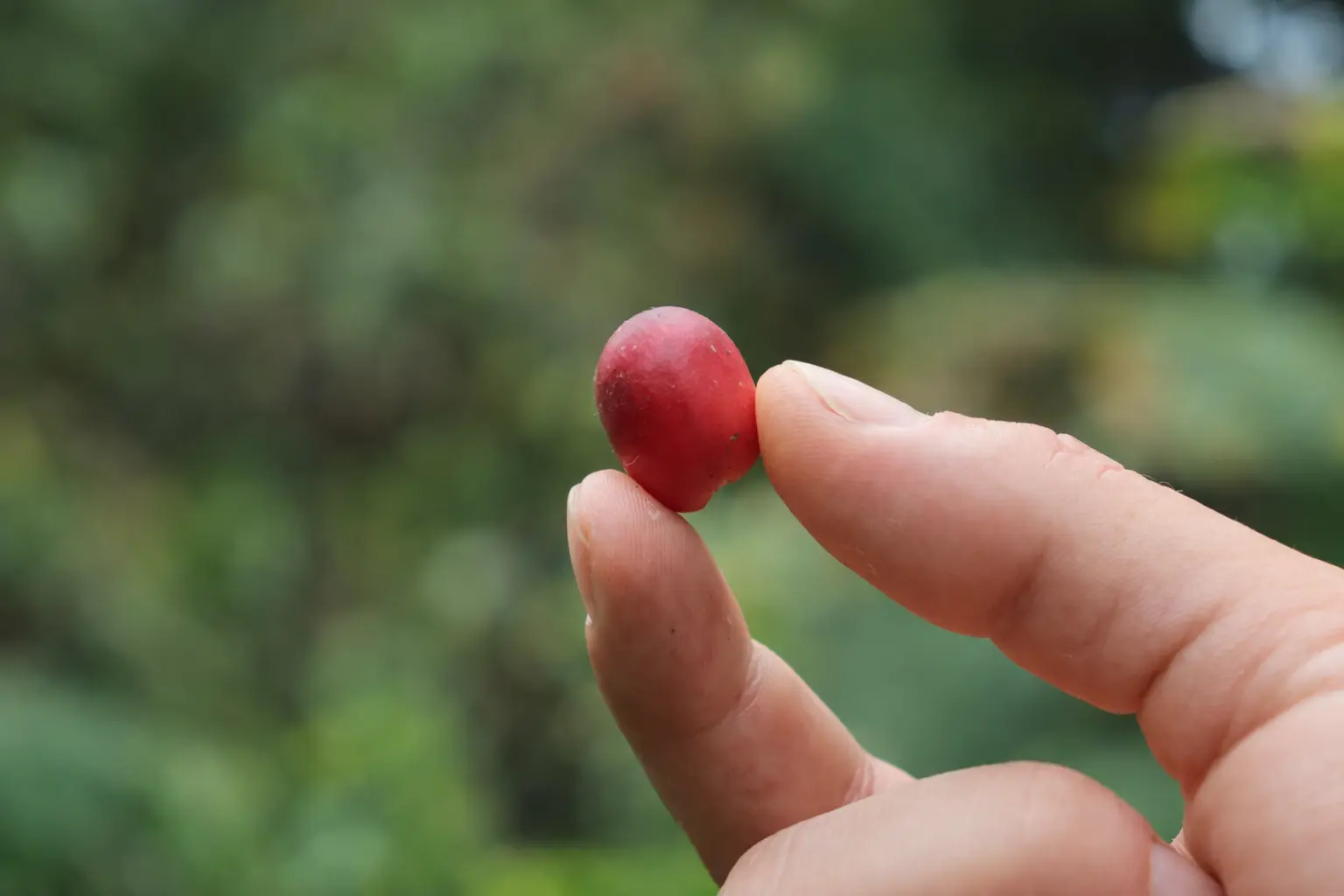 Café en grano